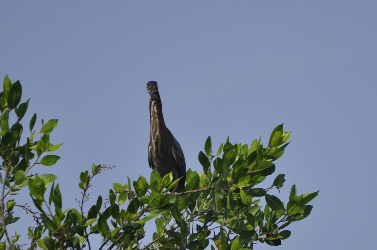 Bare-throated Tiger-Heron - Kaitlin Brough
