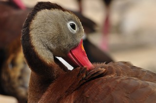 Black-bellied Whistling-Duck, ML53736091