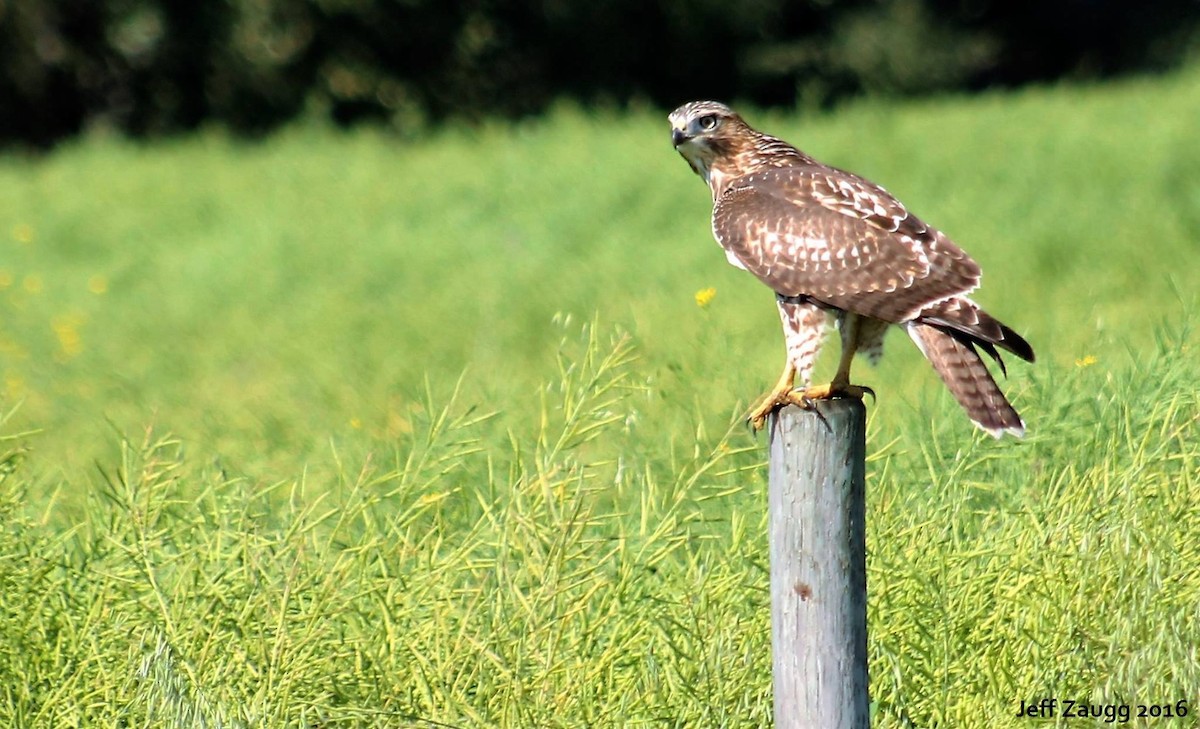 Red-tailed Hawk - ML537362301