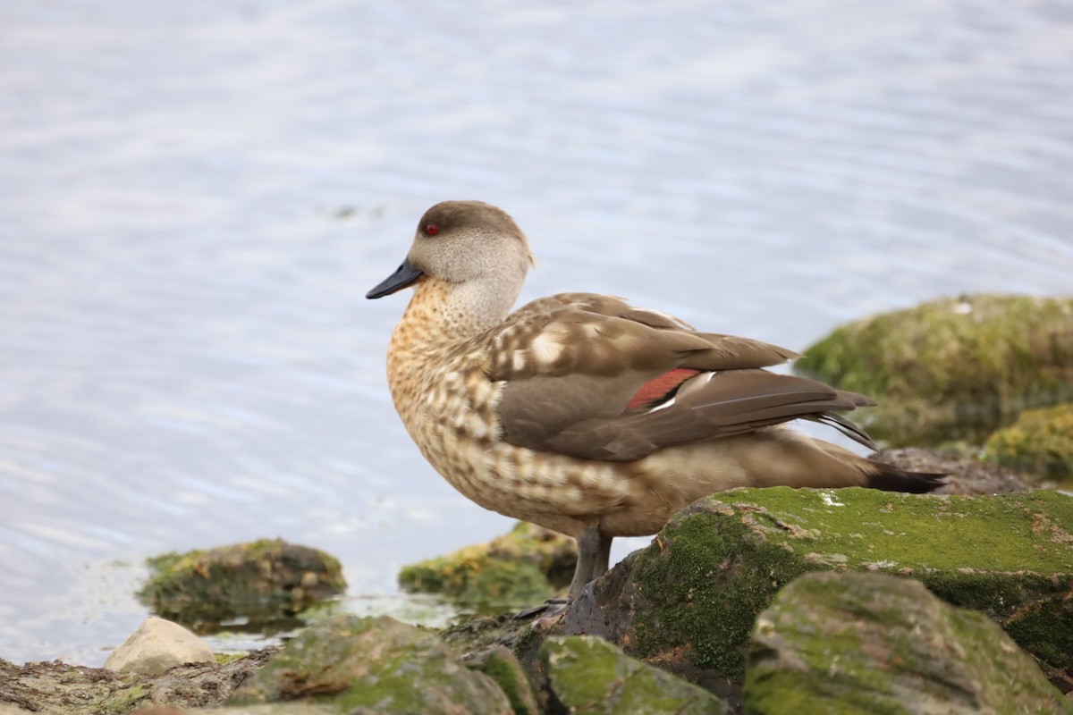 Crested Duck - ML537364531