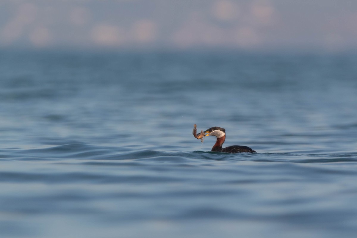 Red-necked Grebe - ML537366561