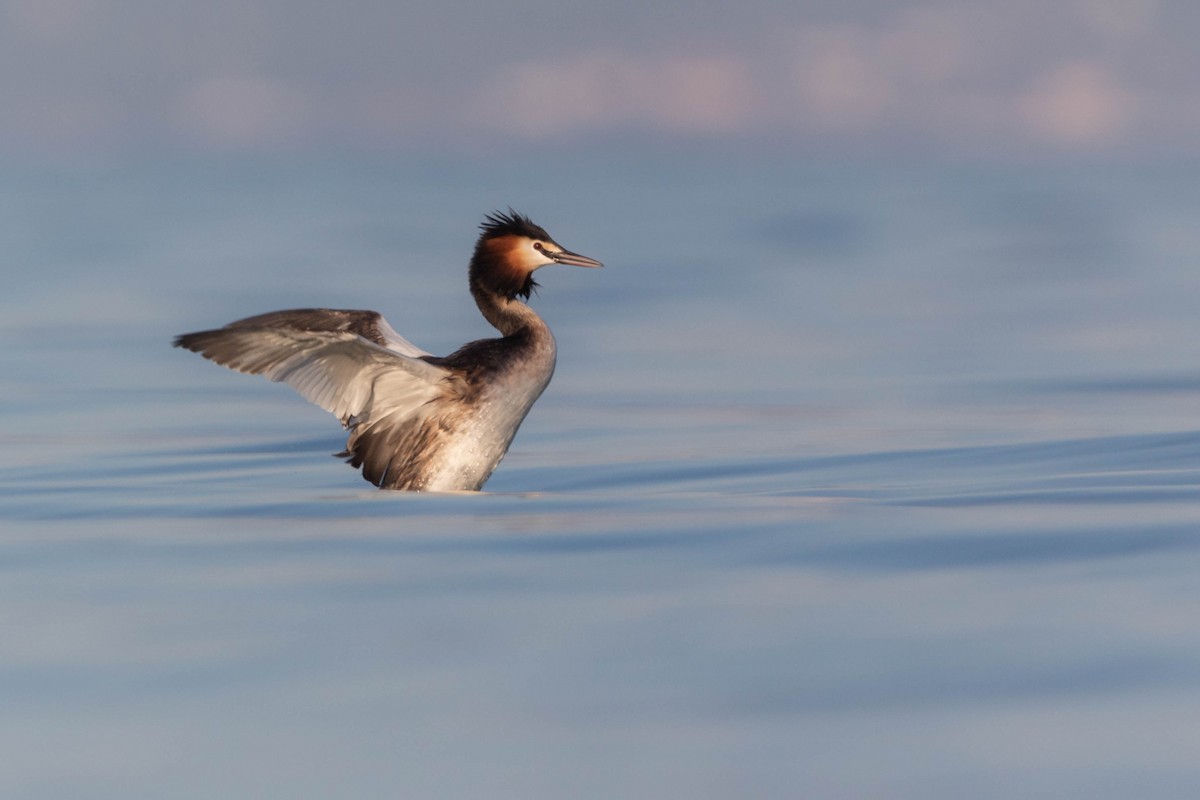 Great Crested Grebe - ML537366731