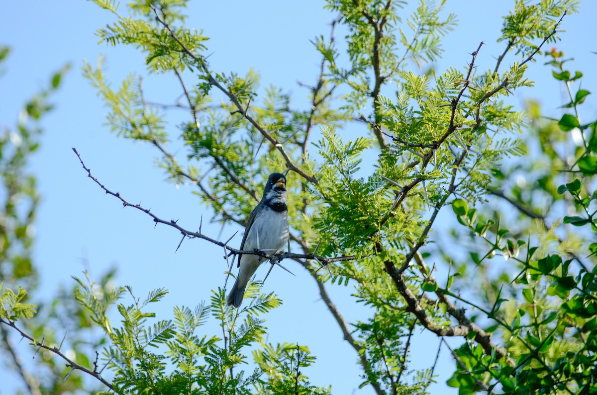 Double-collared Seedeater - ML537370071