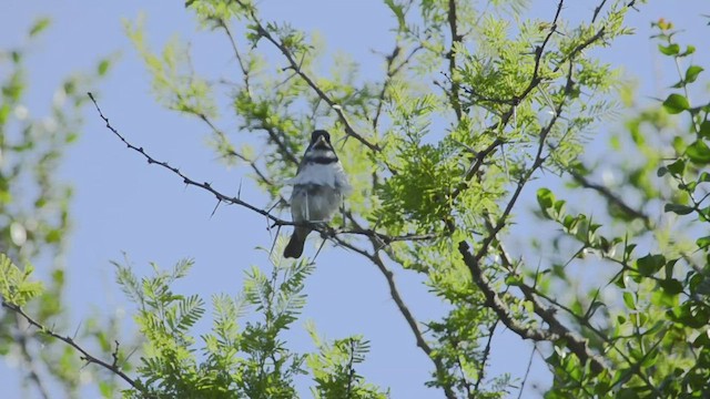 Double-collared Seedeater - ML537370081