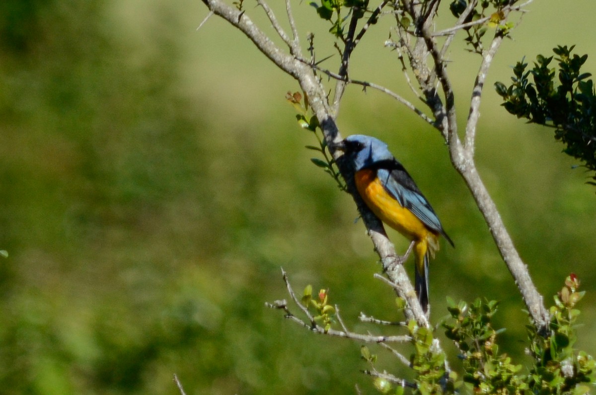 Blue-and-yellow Tanager - ML537370481