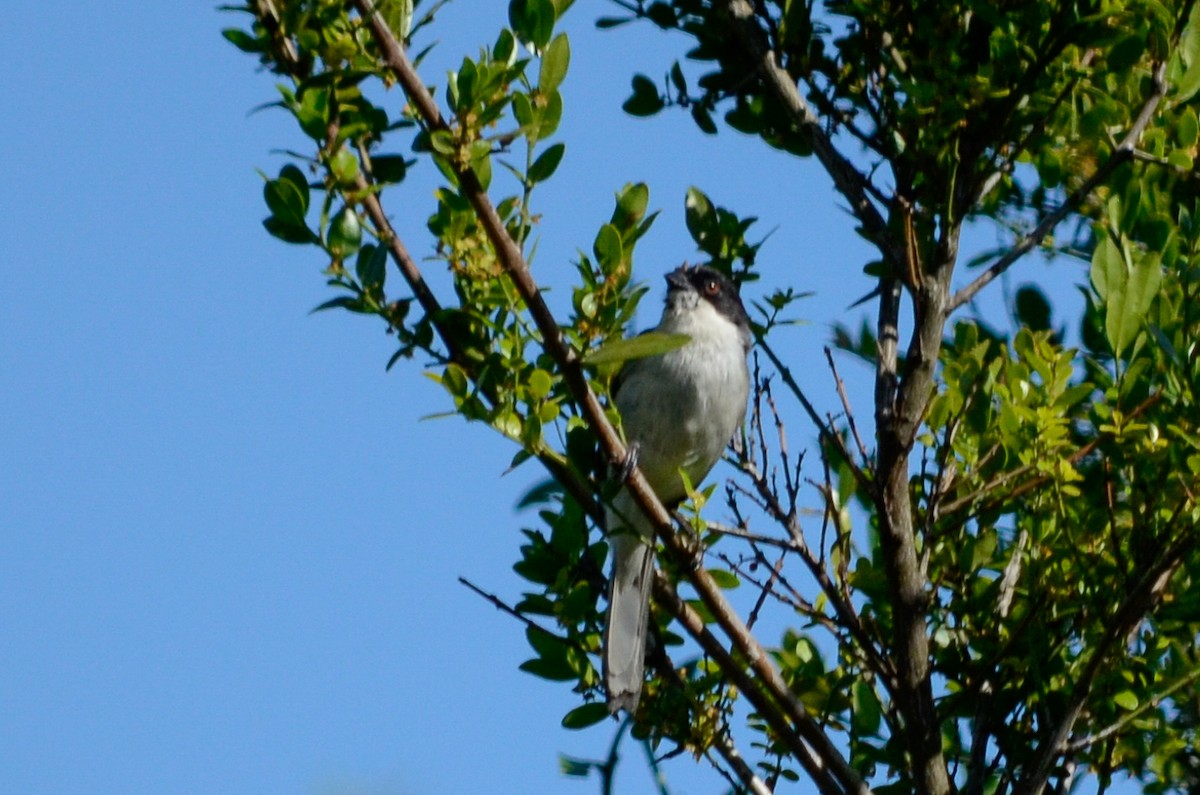 Black-capped Warbling Finch - ML537370501