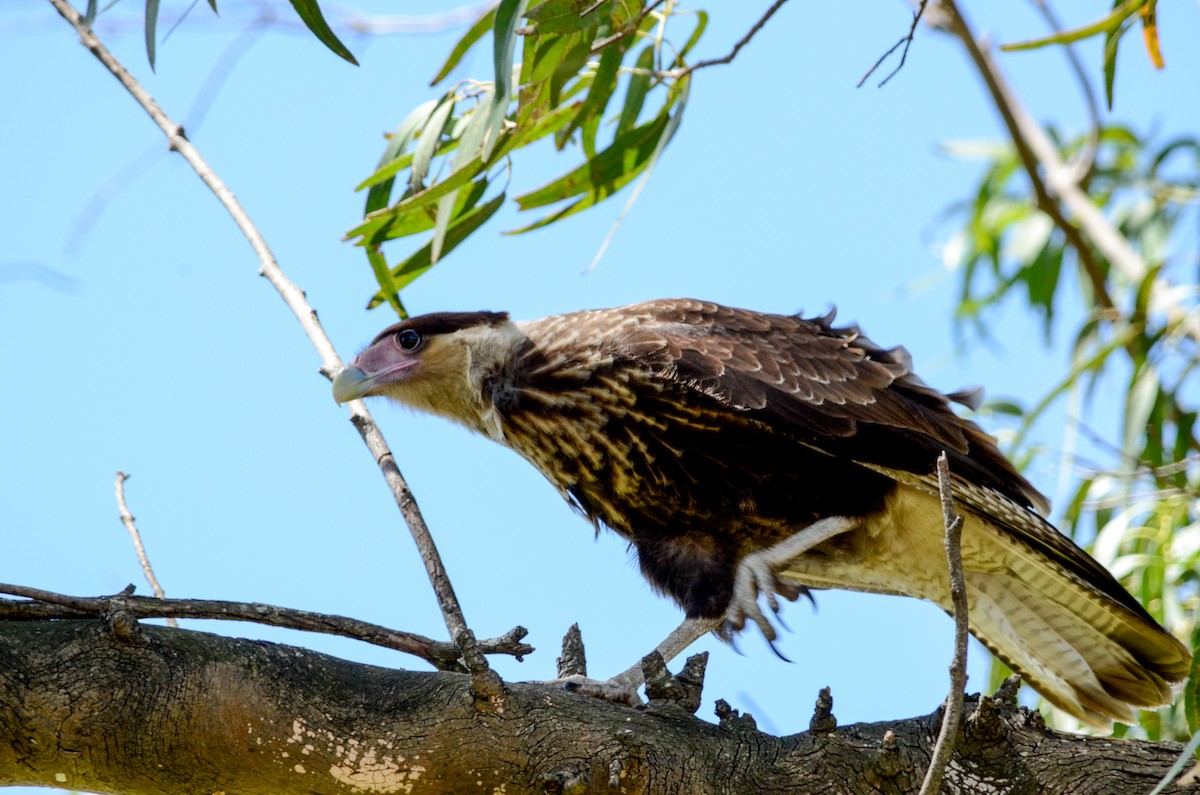 Crested Caracara (Southern) - ML537370651