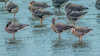 Lesser White-fronted Goose, ML537372611