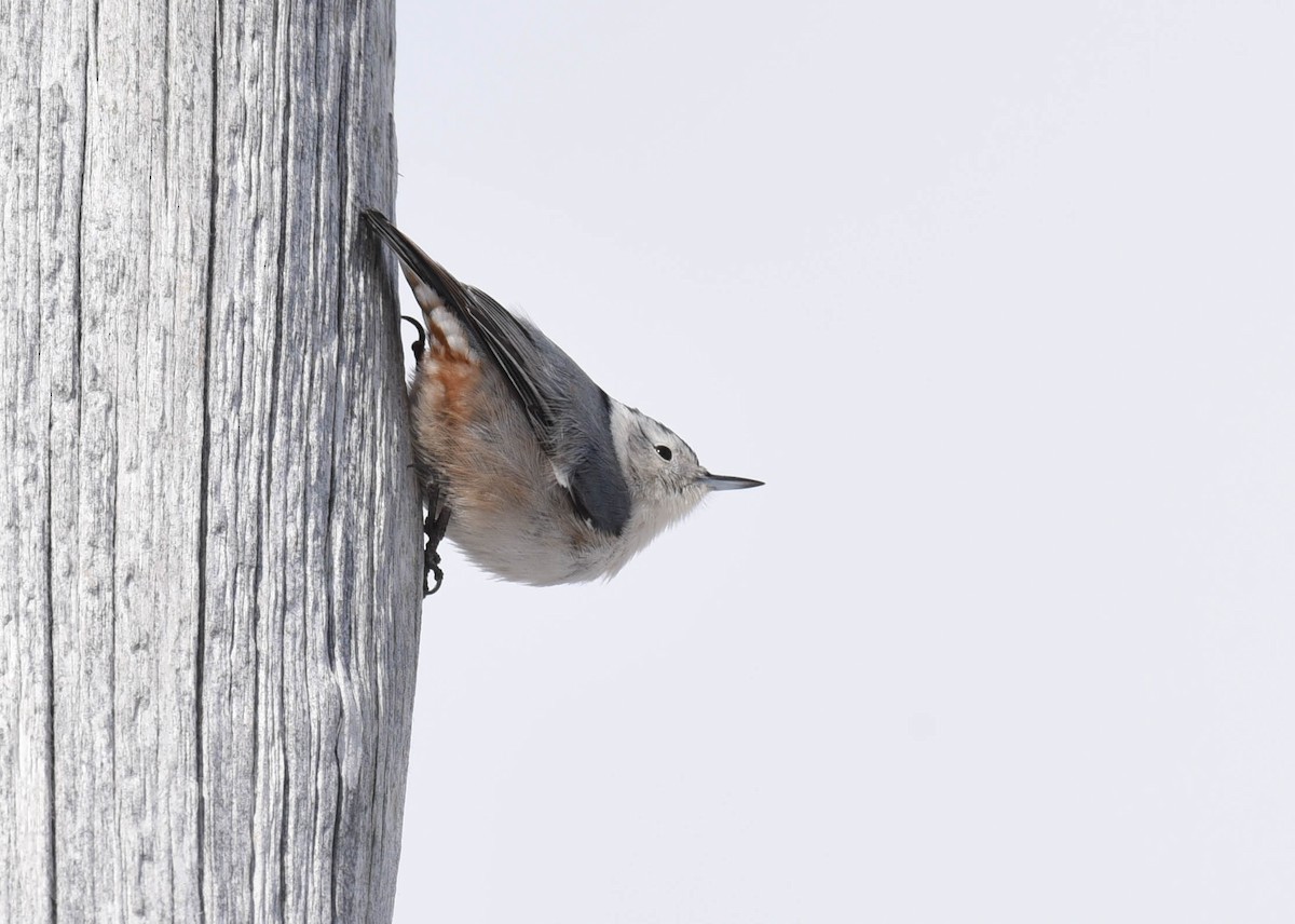White-breasted Nuthatch - ML537373551