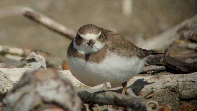 Semipalmated Plover - ML537377051