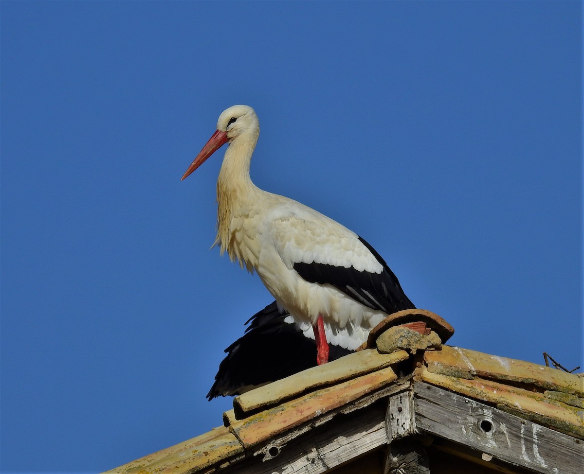 White Stork - ML537378741