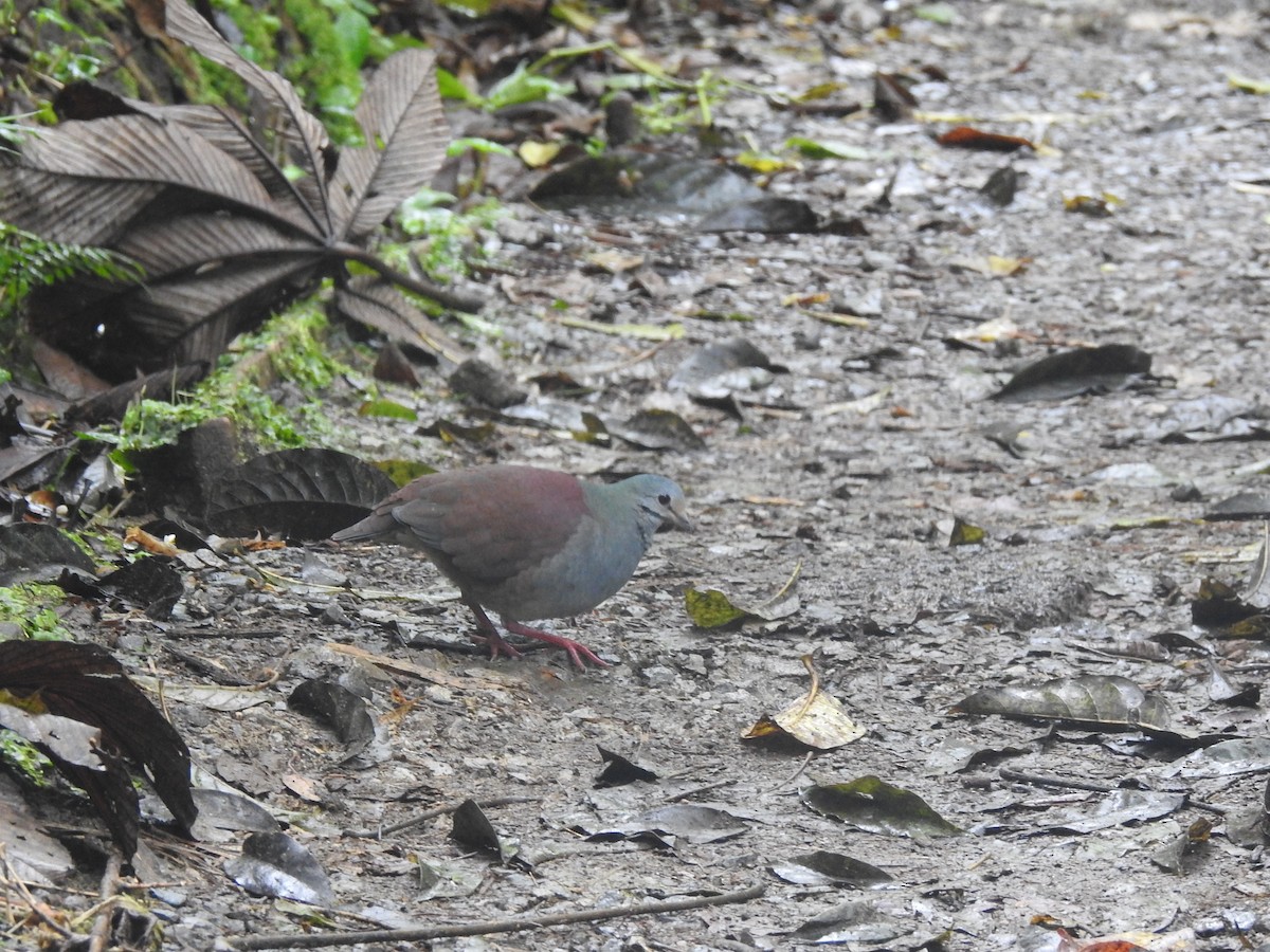 Buff-fronted Quail-Dove - ML537382271