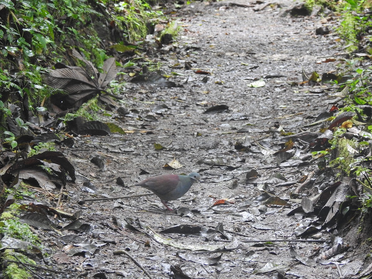 Buff-fronted Quail-Dove - ML537382281