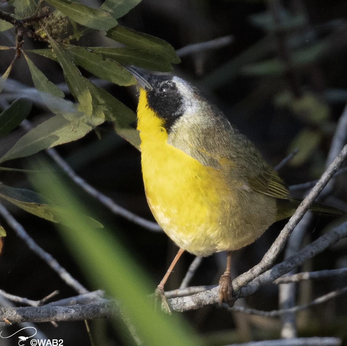Common Yellowthroat - William Blodgett Jr.