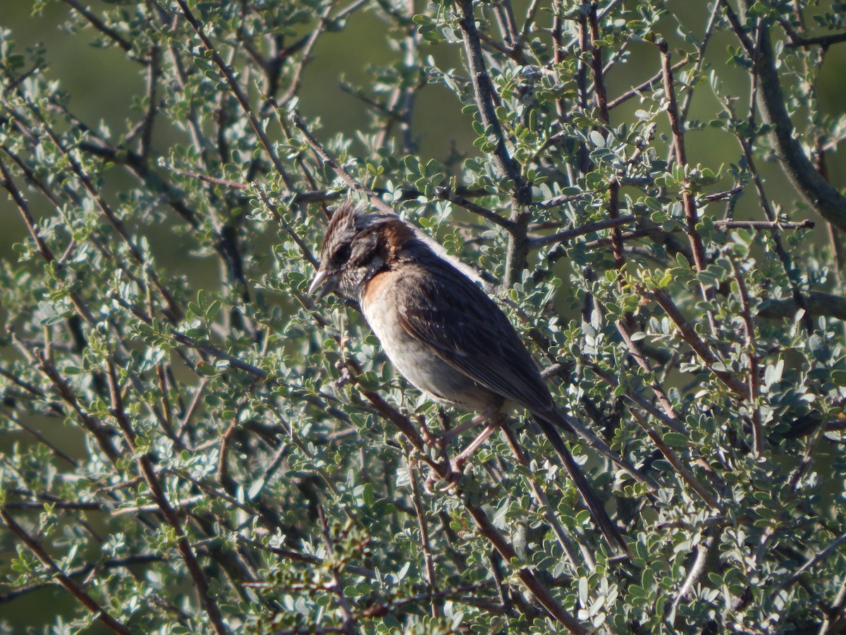 Rufous-collared Sparrow - ML537387841
