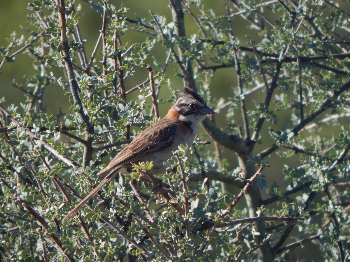 Rufous-collared Sparrow - ML537387851