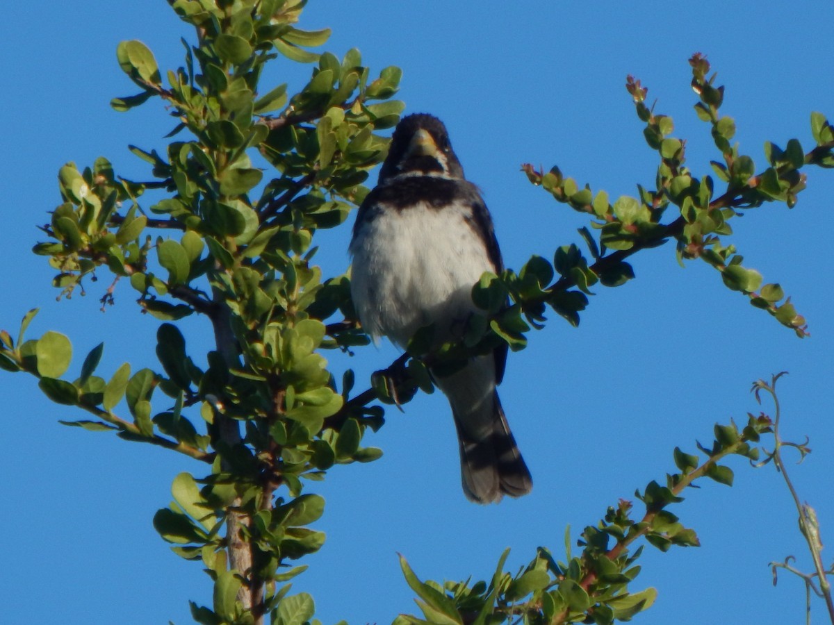 Double-collared Seedeater - ML537388091