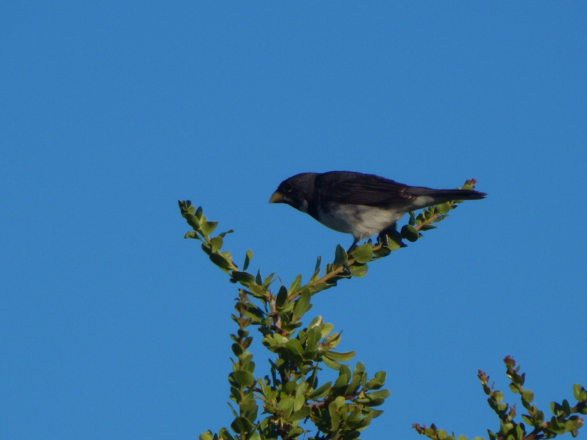 Double-collared Seedeater - ML537388101
