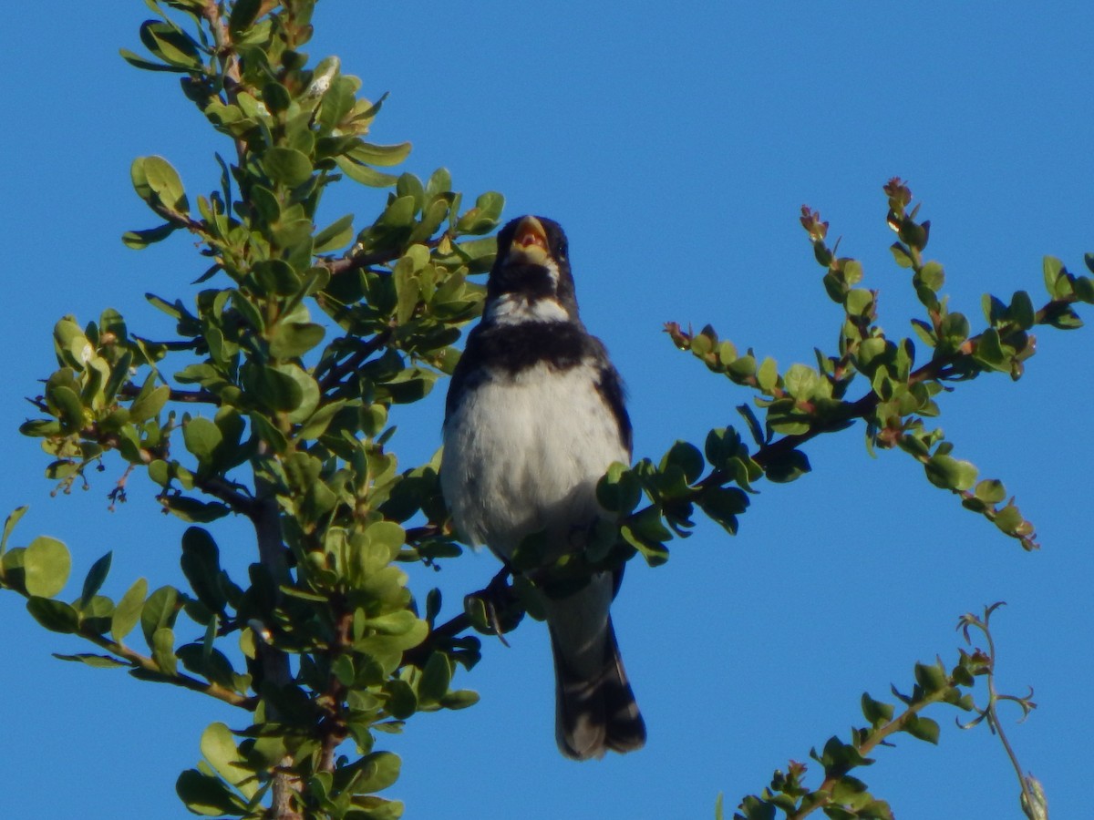 Double-collared Seedeater - ML537388111