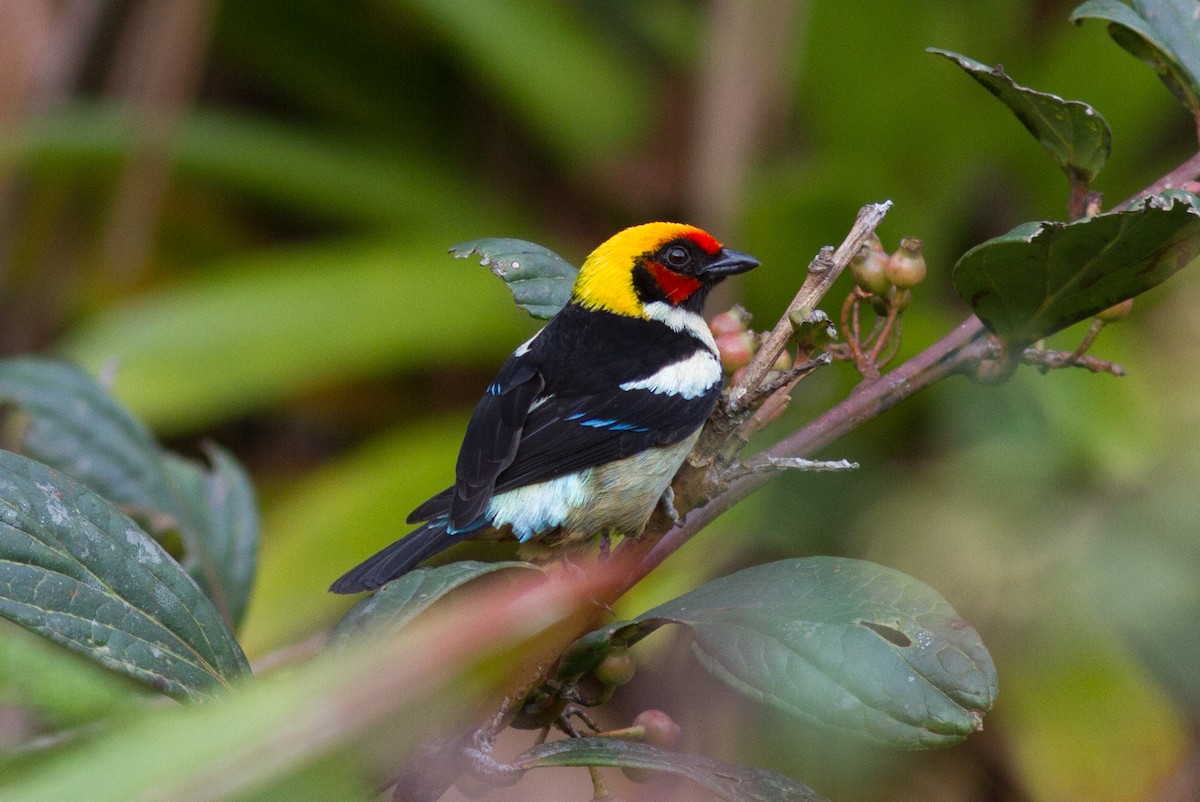 Flame-faced Tanager - Justyn Stahl
