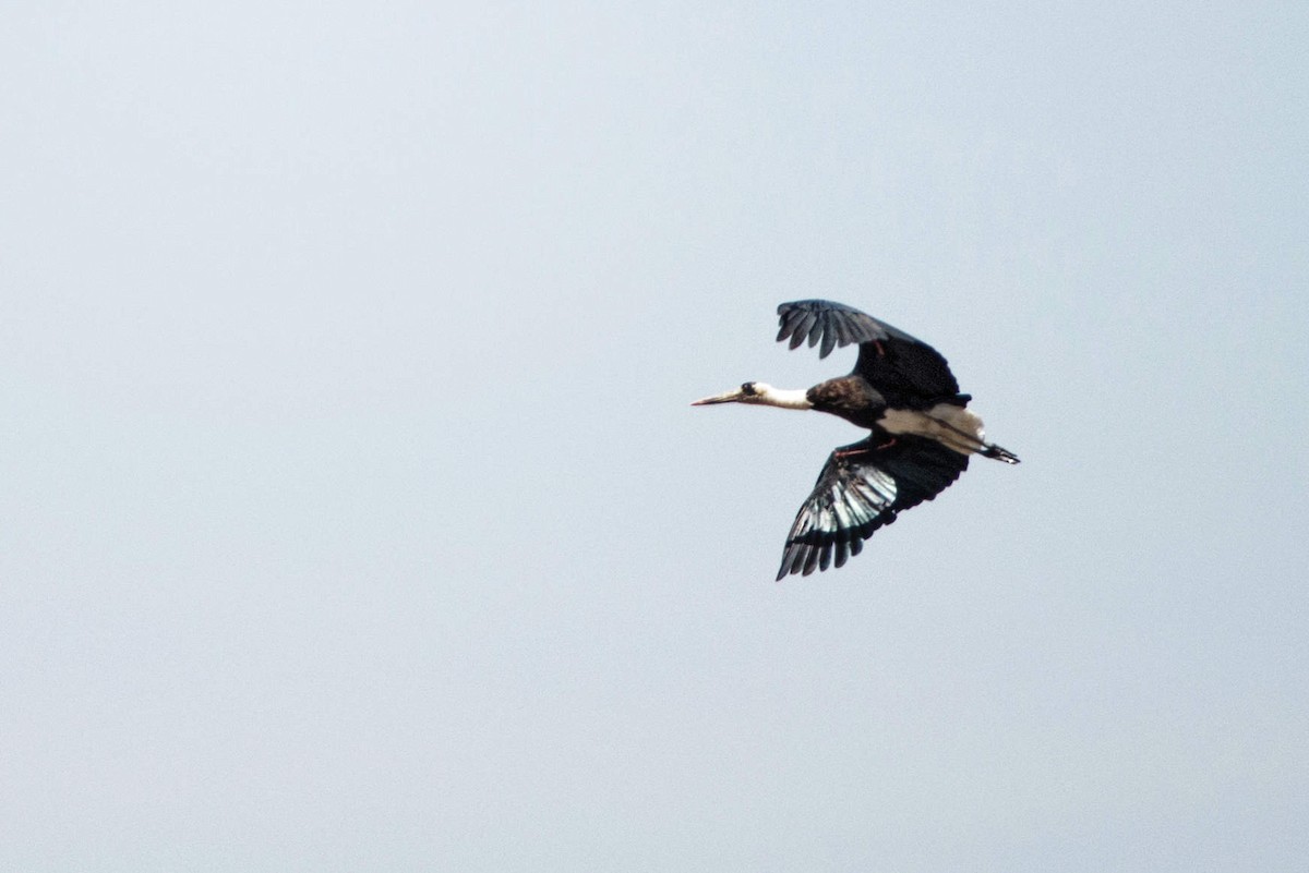 African Woolly-necked Stork - ML537388861