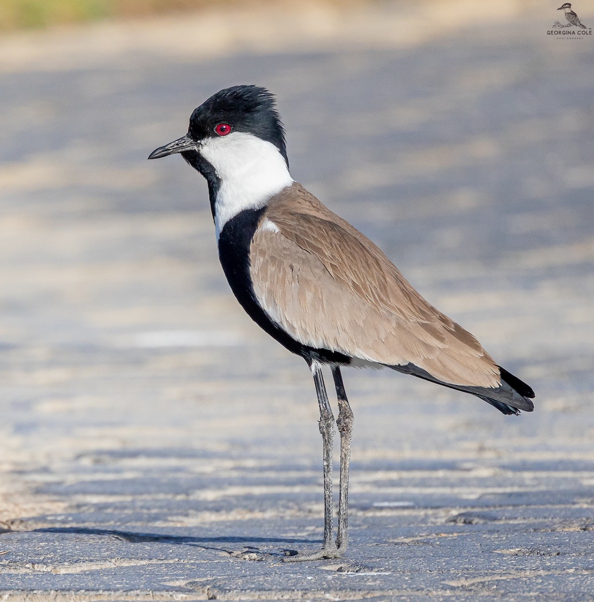 Spur-winged Lapwing - ML537388991
