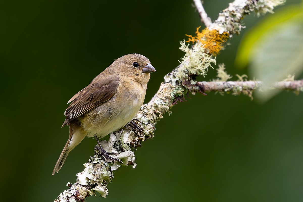 Double-collared Seedeater - ML537392941