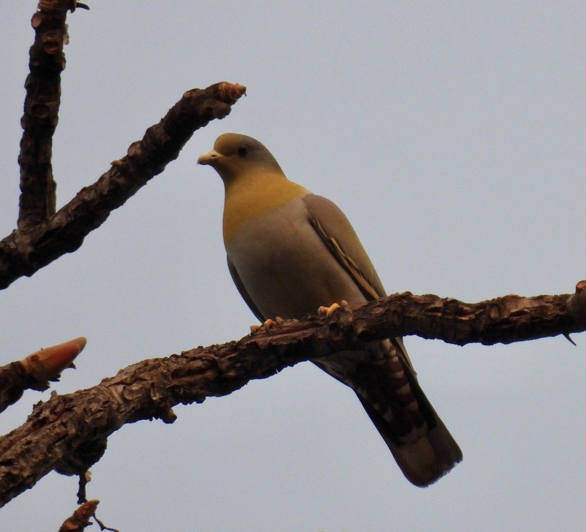Yellow-footed Green-Pigeon - ML537396561