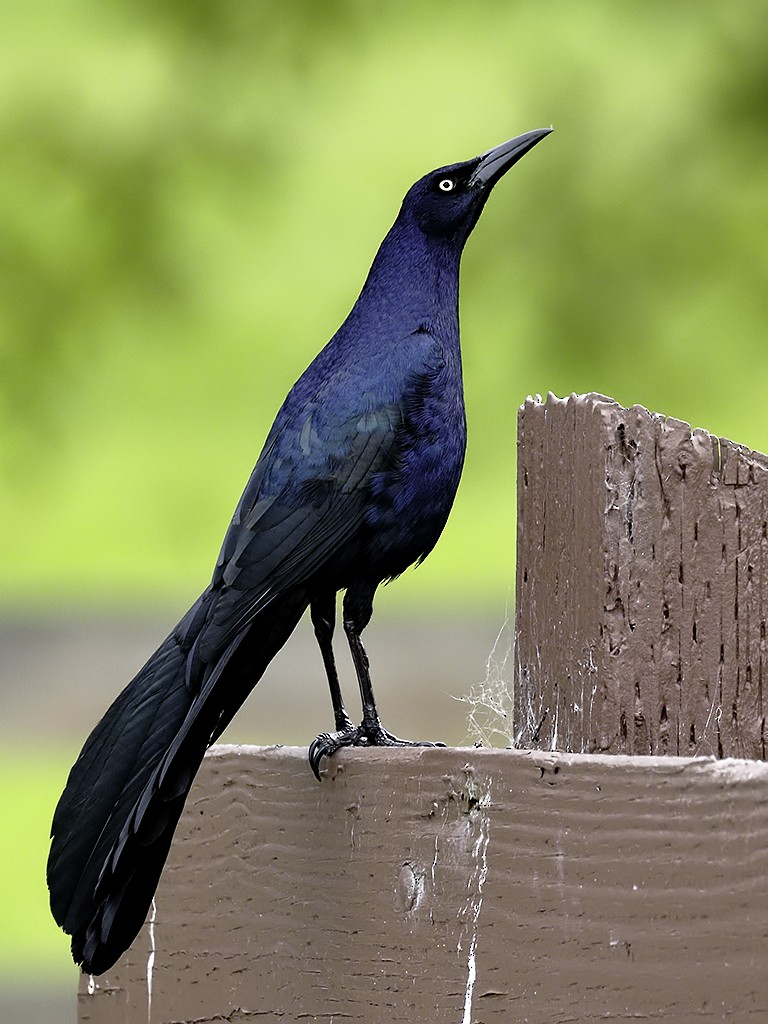 Great-tailed Grackle (Western) - Bill Hill