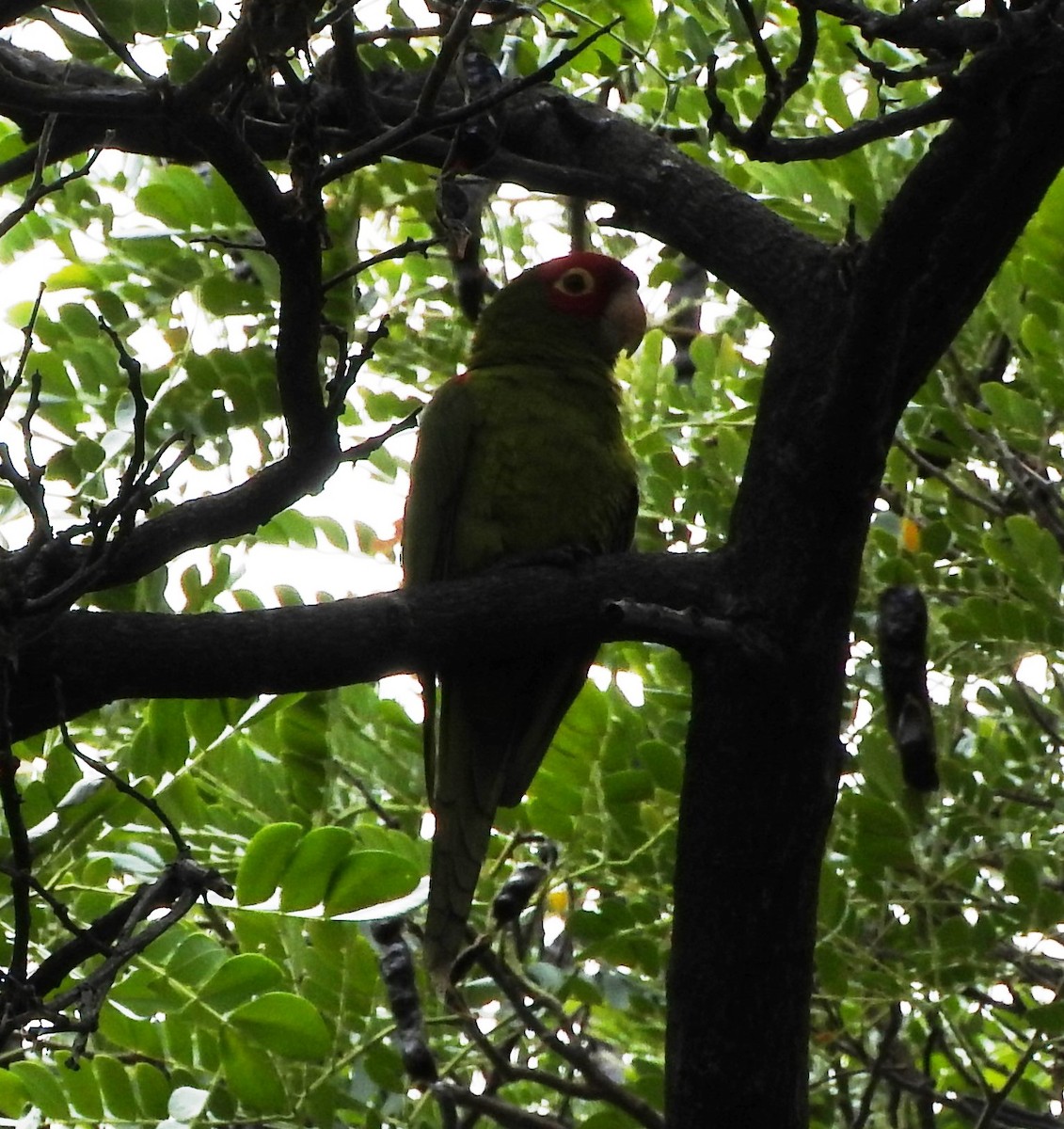 Red-masked Parakeet - Curt Hofer