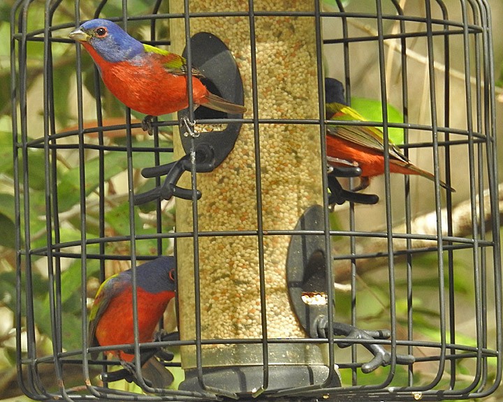 Painted Bunting - ML537408121