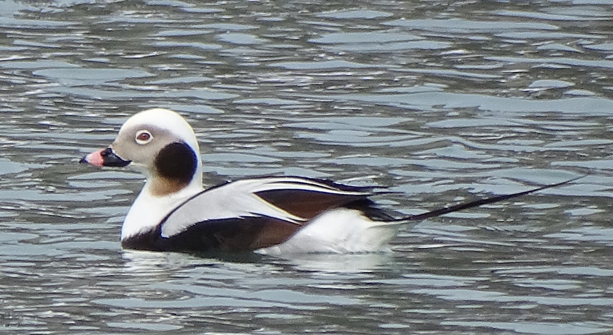 Long-tailed Duck - ML537418921