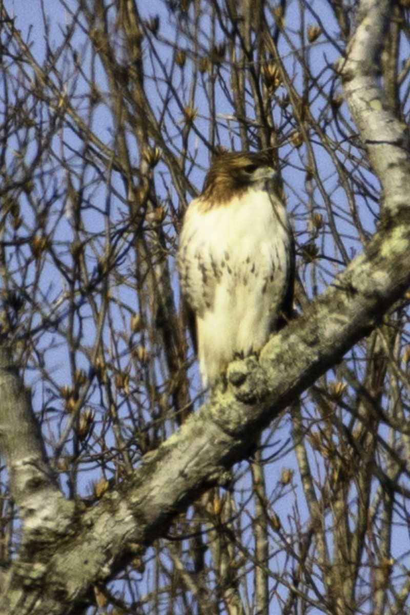 Red-tailed Hawk - ML537419551