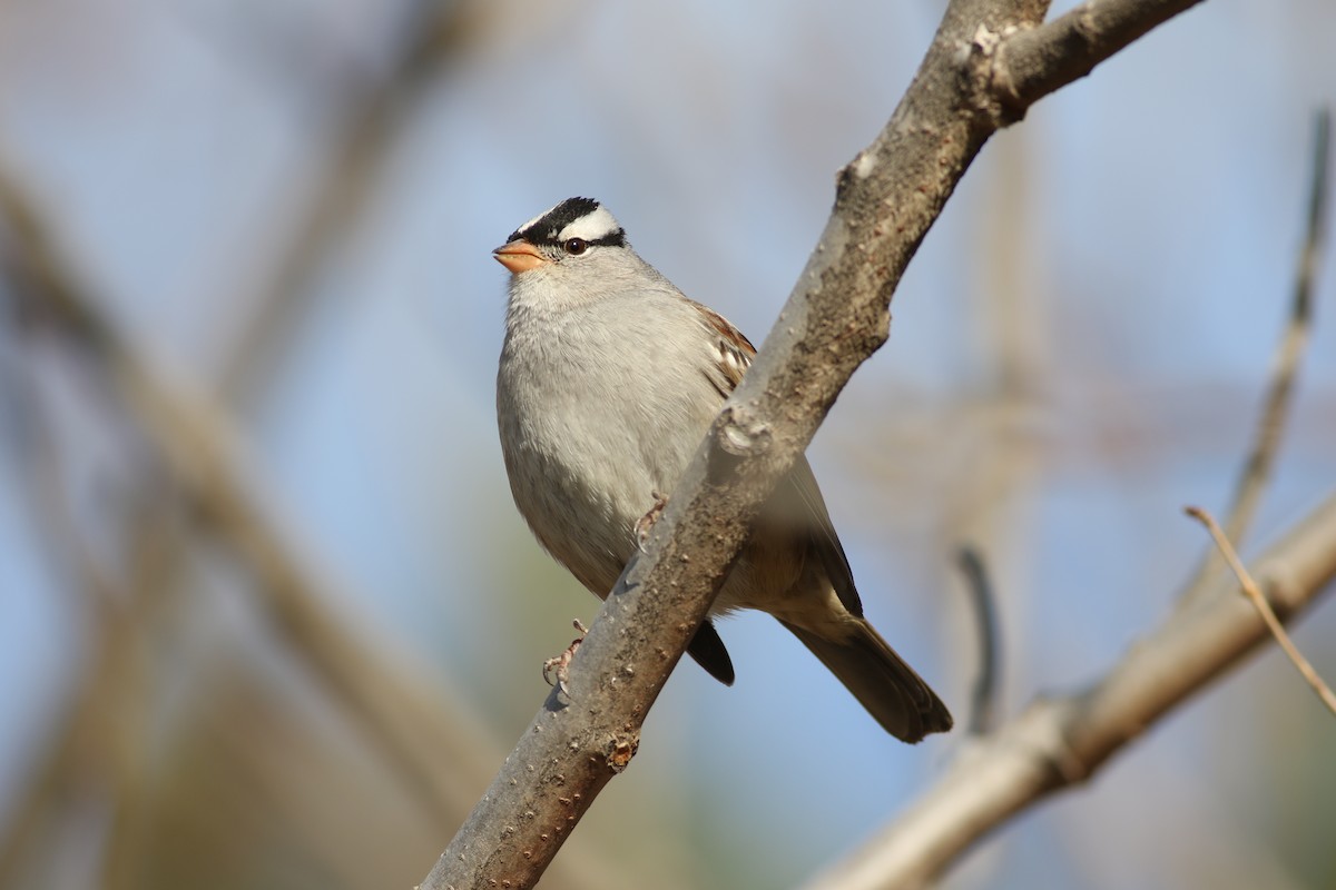 White-crowned Sparrow - Gray Carlin