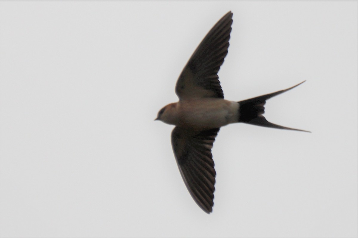 Red-rumped Swallow - ML537425351