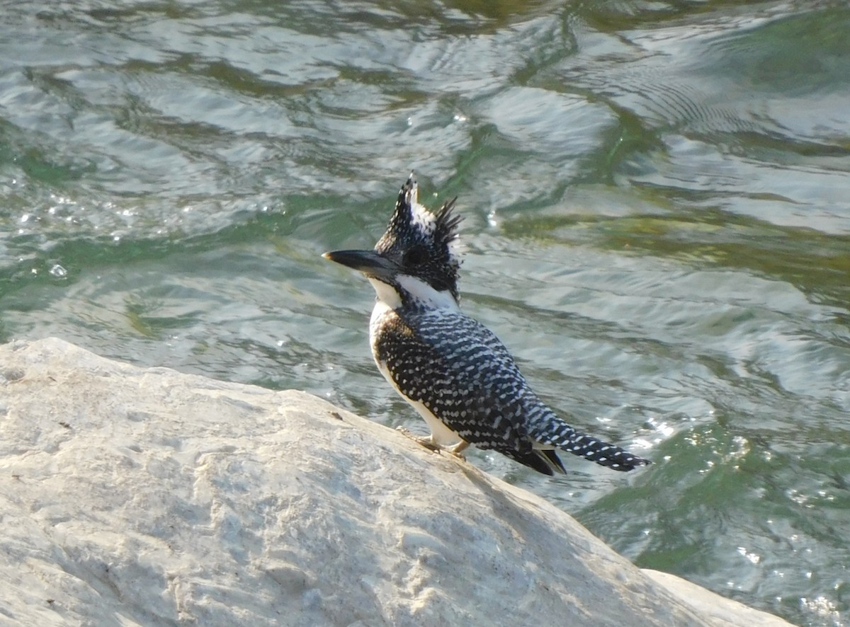 Crested Kingfisher - ML537429291