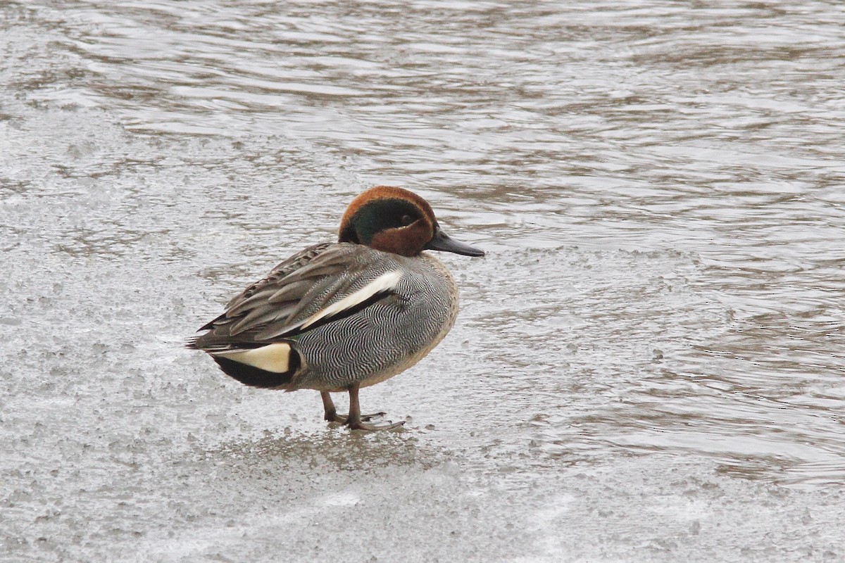 Green-winged Teal (Eurasian) - Serge Cloutier