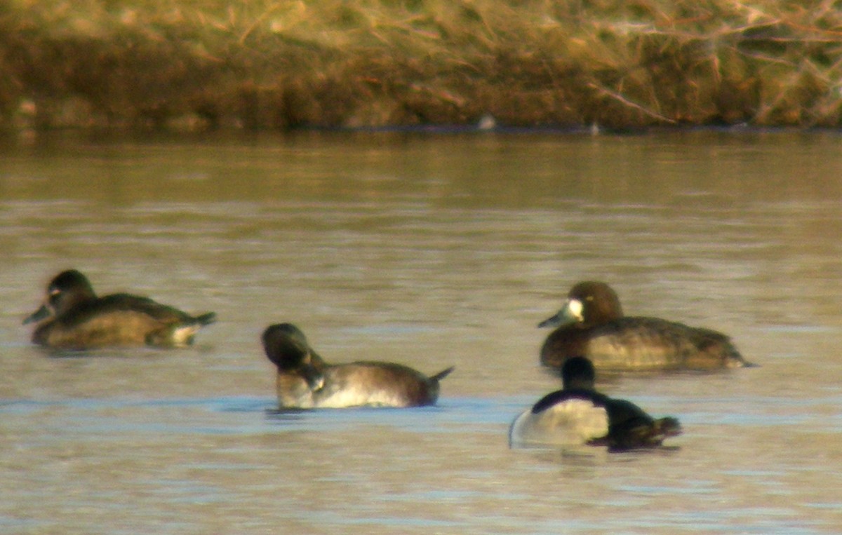 Greater Scaup - Ryan O'Donnell