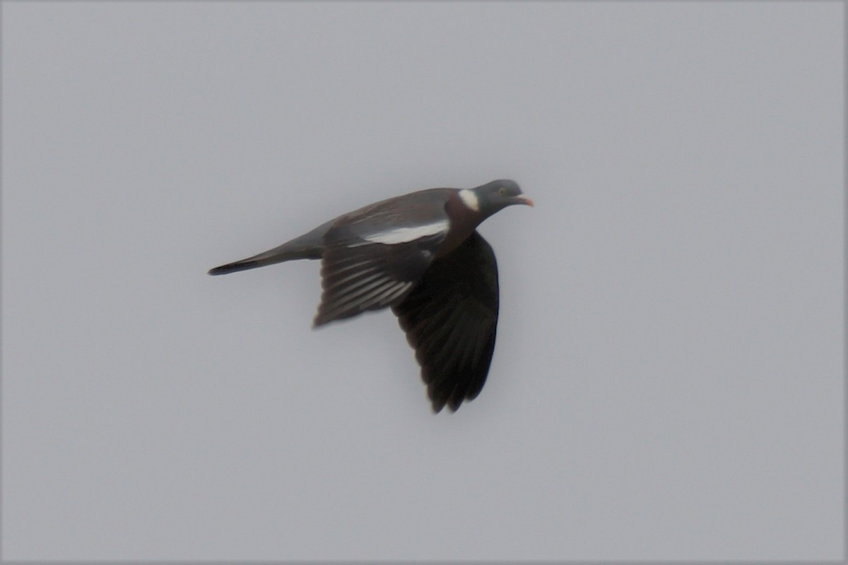 Common Wood-Pigeon - ML537449651