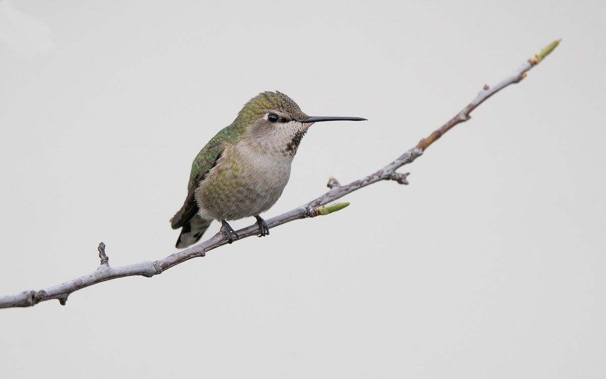 Anna's Hummingbird - ML537451321