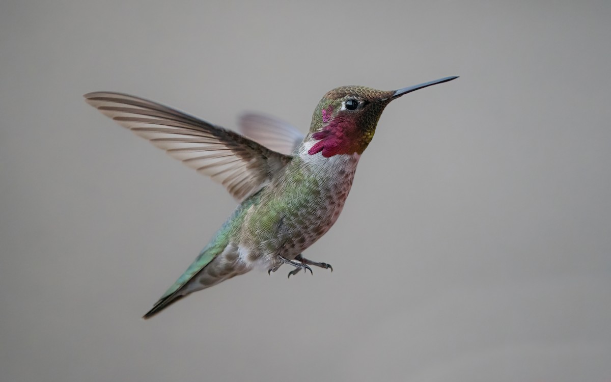Anna's Hummingbird - ML537451401