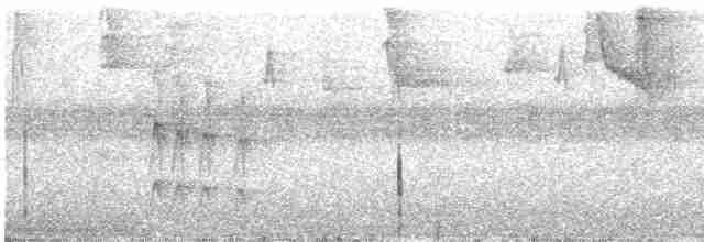 Тиранчик-довгохвіст жовточеревий - ML537455561