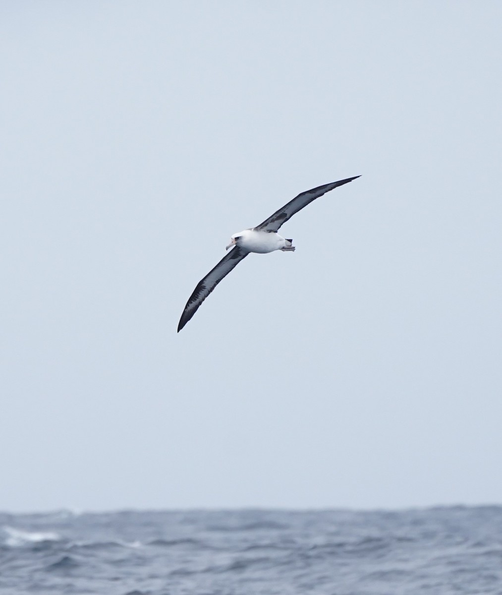 Laysan Albatross - ML537459621