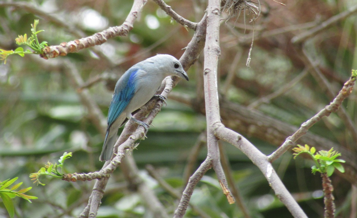 Blue-gray Tanager - ML537464091