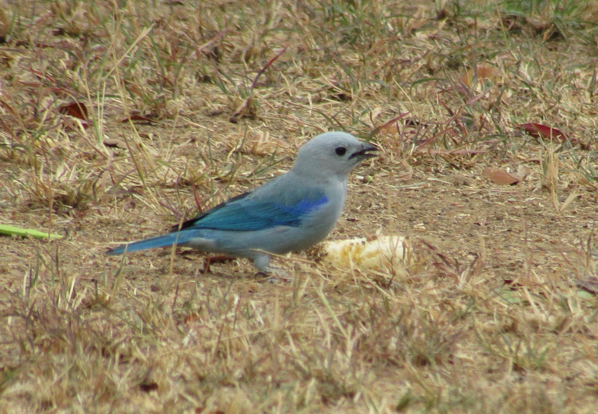 Blue-gray Tanager - ML537464221