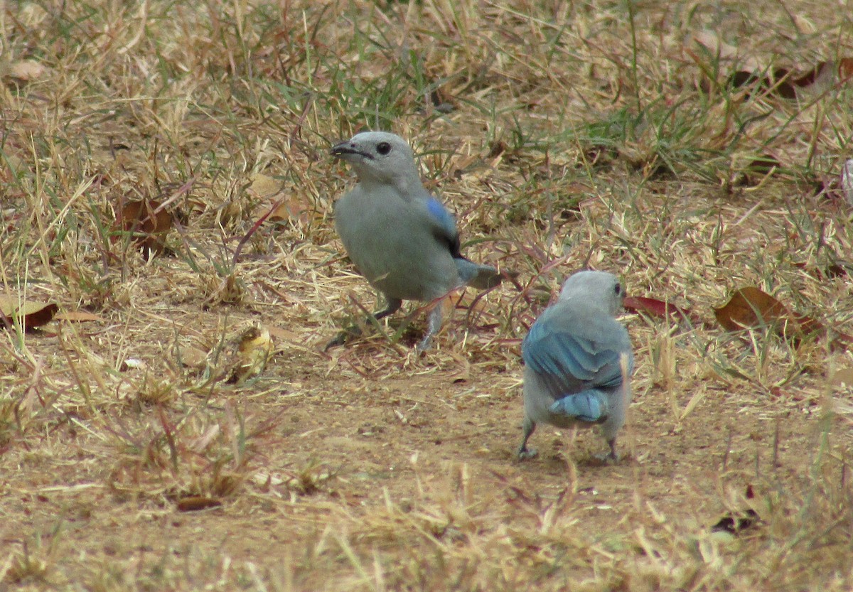 Blue-gray Tanager - ML537464401