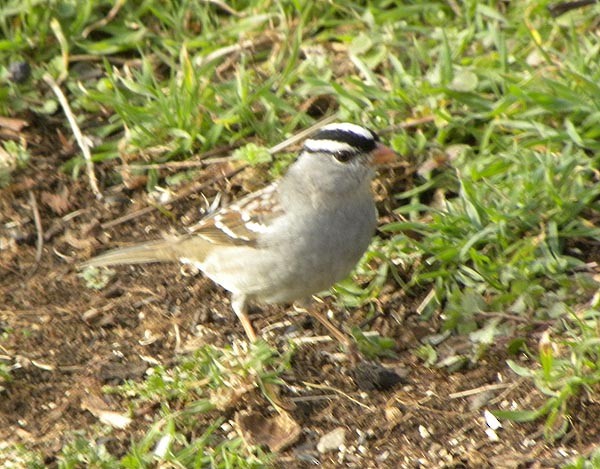 White-crowned Sparrow - ML537465061