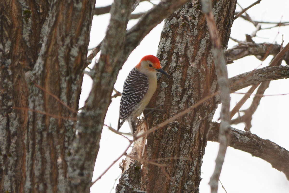 Red-bellied Woodpecker - ML537465571
