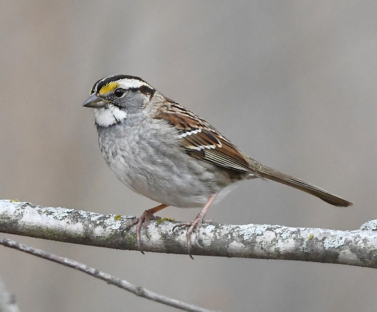 White-throated Sparrow - Jeremy Cohen