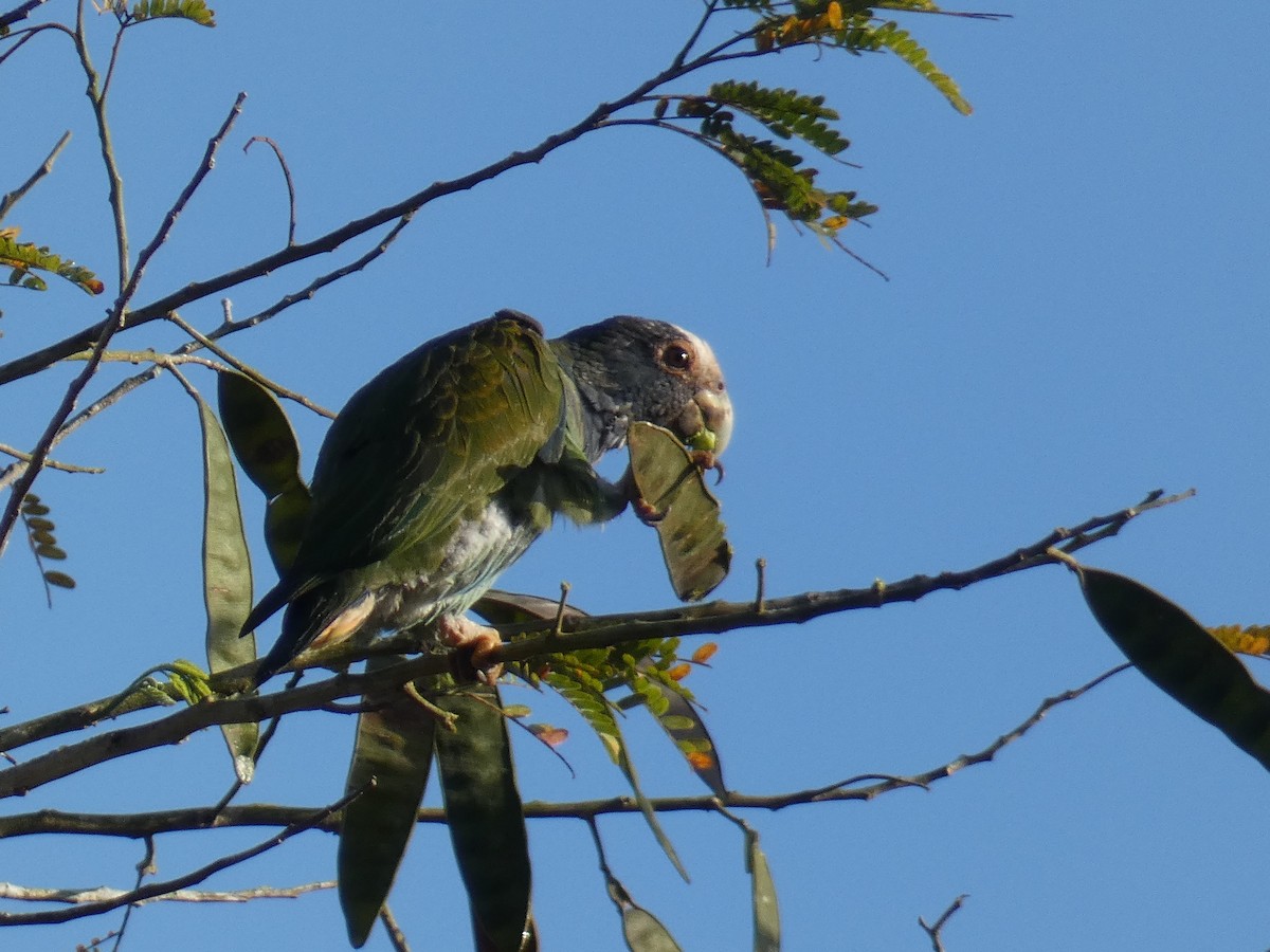 White-crowned Parrot - ML537482681